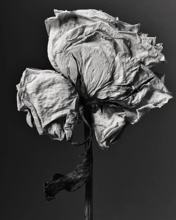 Dramatic monochrome image of a withering rose in full bloom with visible stem and leaves set against a dark grey background.