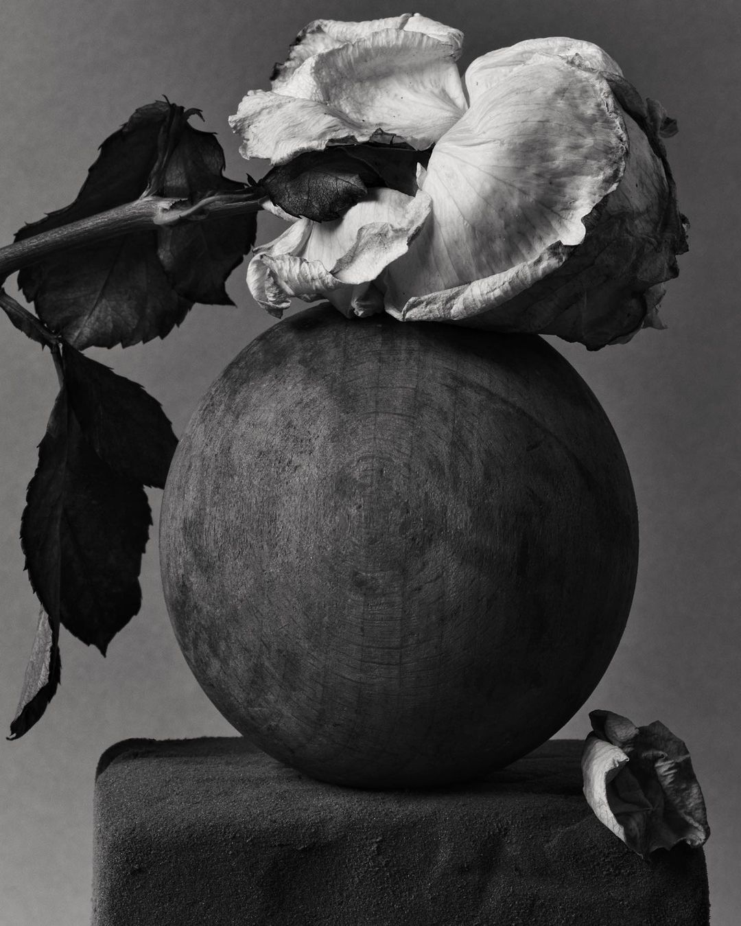 Monochromatic still life of a wilting rose on a wood sphere atop a stone block in a muted grey background, soft studio lighting.