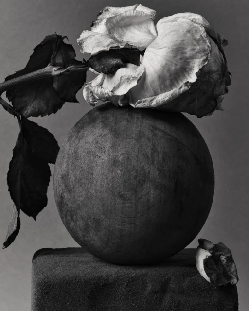 Monochromatic still life of a wilting rose on a wood sphere atop a stone block in a muted grey background, soft studio lighting.