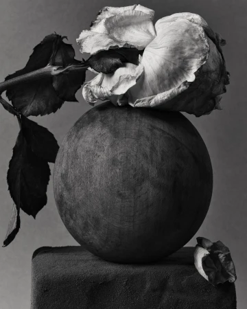Monochromatic still life of a wilting rose on a wood sphere atop a stone block in a muted grey background, soft studio lighting.