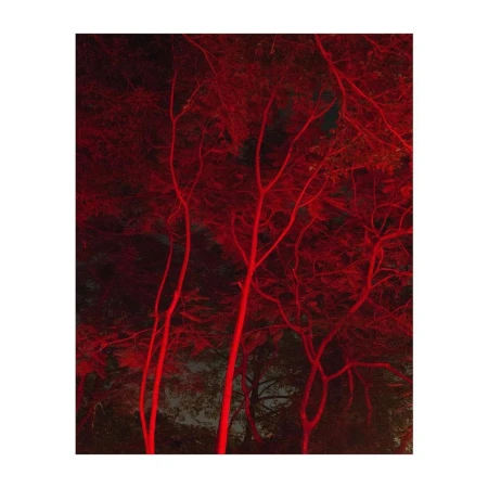Vibrant red tree branches and foliage illuminated against a dark nighttime background captured by Christopher Anderson.