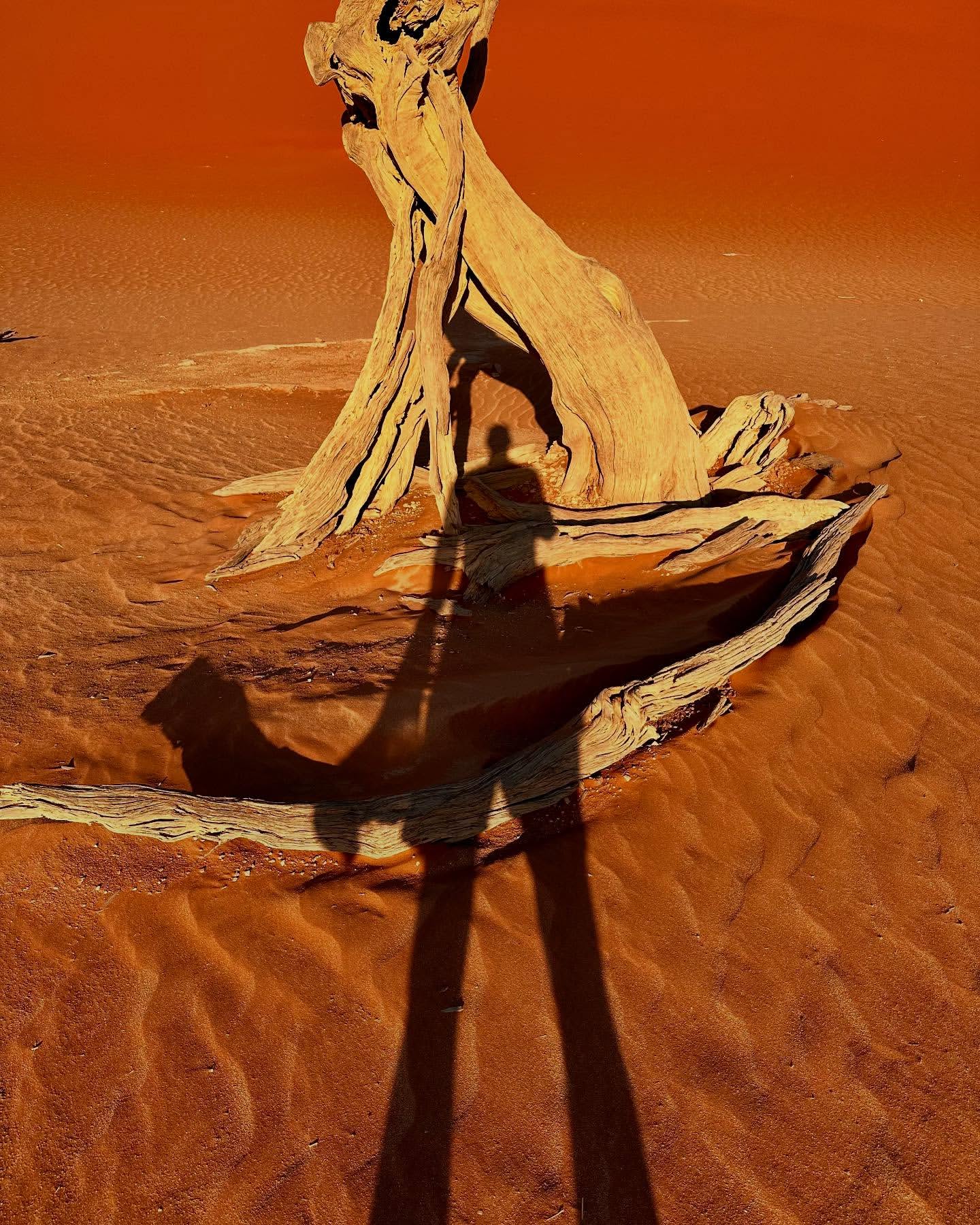 Person's shadow stretches across a desert landscape with a weathered tree trunk in the foreground, bathed in warm, orange light.