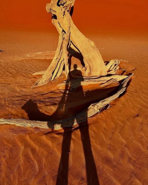 Person's shadow stretches across a desert landscape with a weathered tree trunk in the foreground, bathed in warm, orange light.