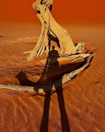 Person's shadow stretches across a desert landscape with a weathered tree trunk in the foreground, bathed in warm, orange light.