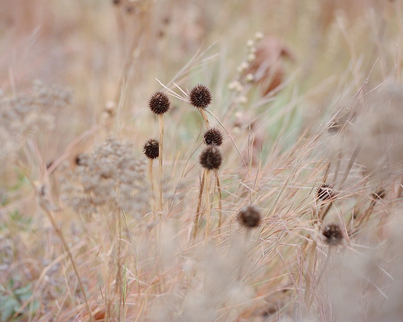 Close-up view of dried brown flower seed heads amongst beige grass, creating a soft, natural texture with a shallow depth of field.