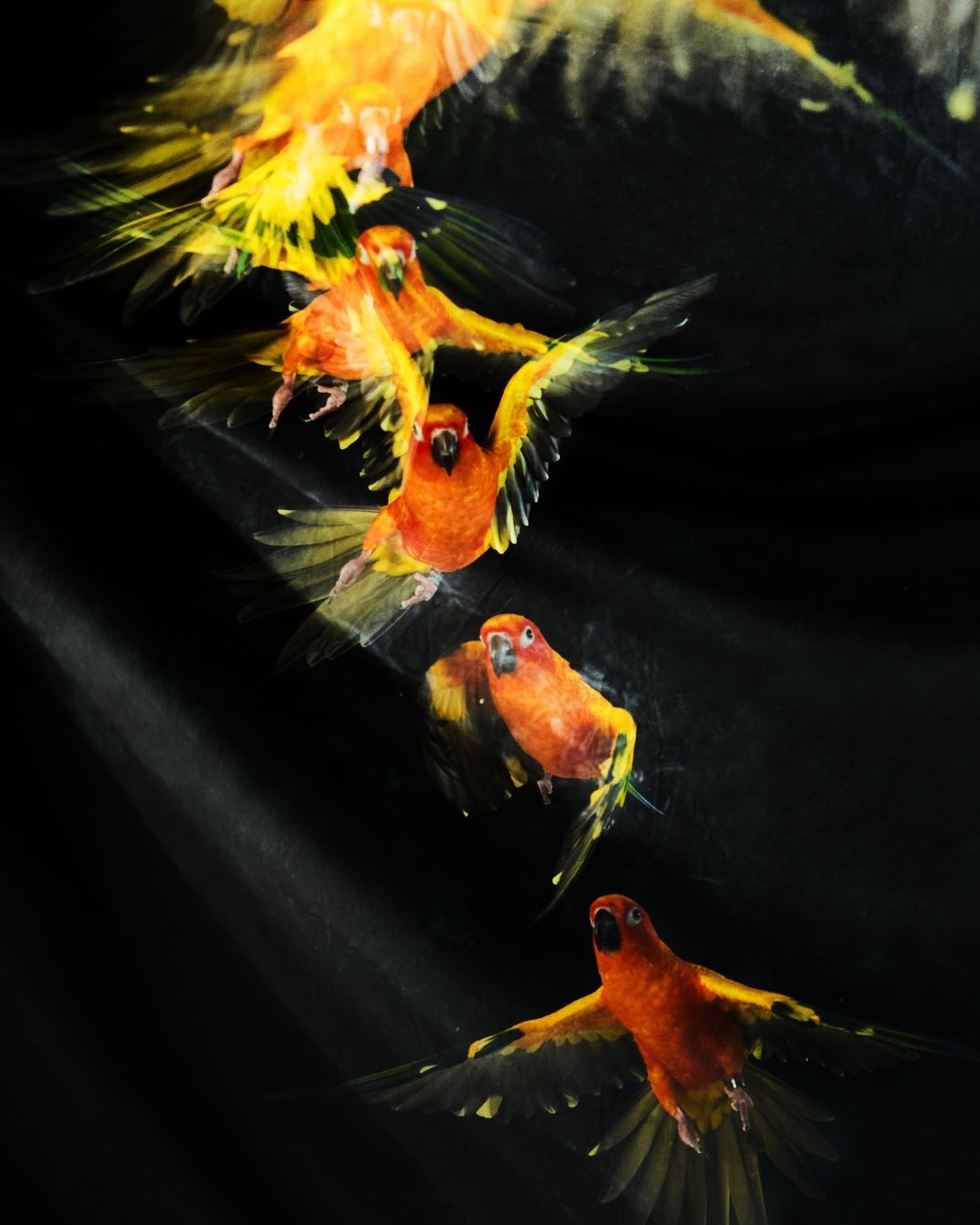 Multiple orange sun conure parrots flying against a dark background. The image captures the motion of the birds in a blurred effect.