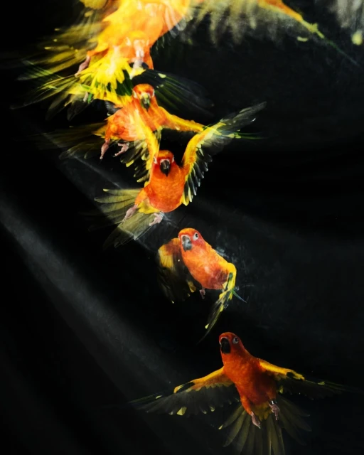 Multiple orange sun conure parrots flying against a dark background. The image captures the motion of the birds in a blurred effect.
