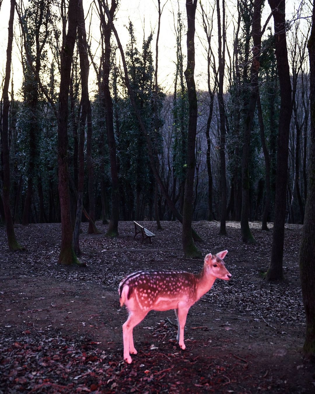 Fallow deer in a forest, standing on fallen leaves near trees. The background includes more trees and a wooden bench.