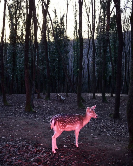 Fallow deer in a forest, standing on fallen leaves near trees. The background includes more trees and a wooden bench.