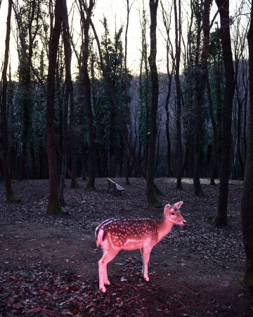 Fallow deer in a forest, standing on fallen leaves near trees. The background includes more trees and a wooden bench.