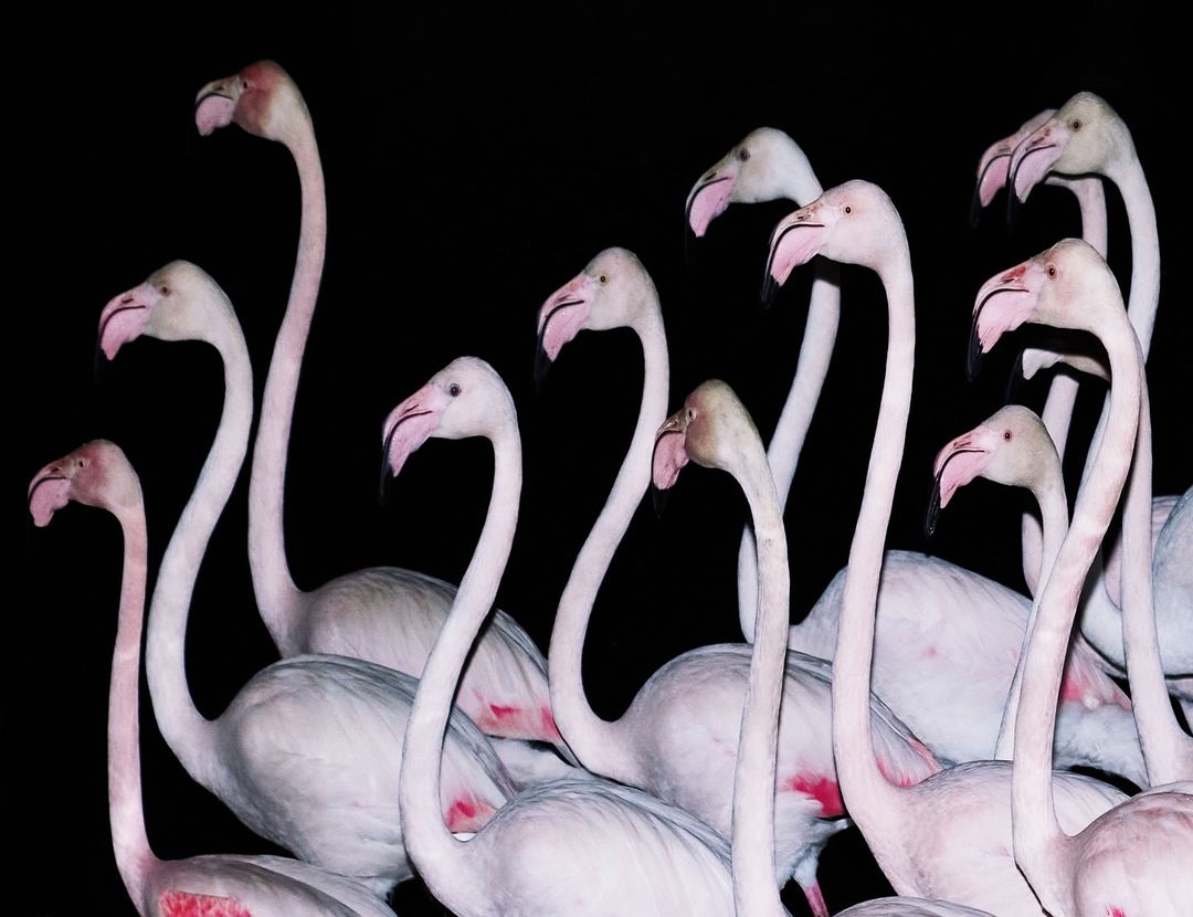 Flock of flamingos close-up against black background showcasing their pink plumage, long necks, and curved beaks in a nature setting.