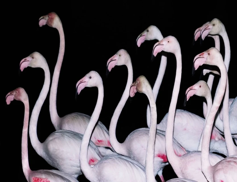 Flock of flamingos close-up against black background showcasing their pink plumage, long necks, and curved beaks in a nature setting.