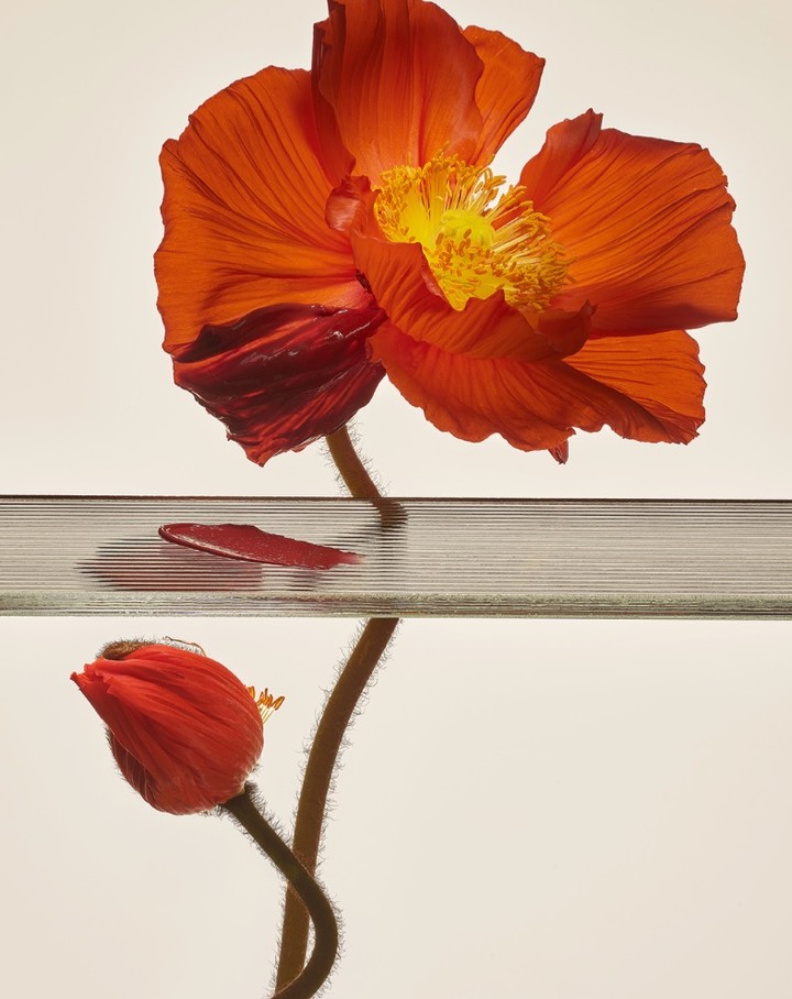 Close-up of a vibrant orange poppy flower and bud bisected by a horizontal glass pane against a pale backdrop
