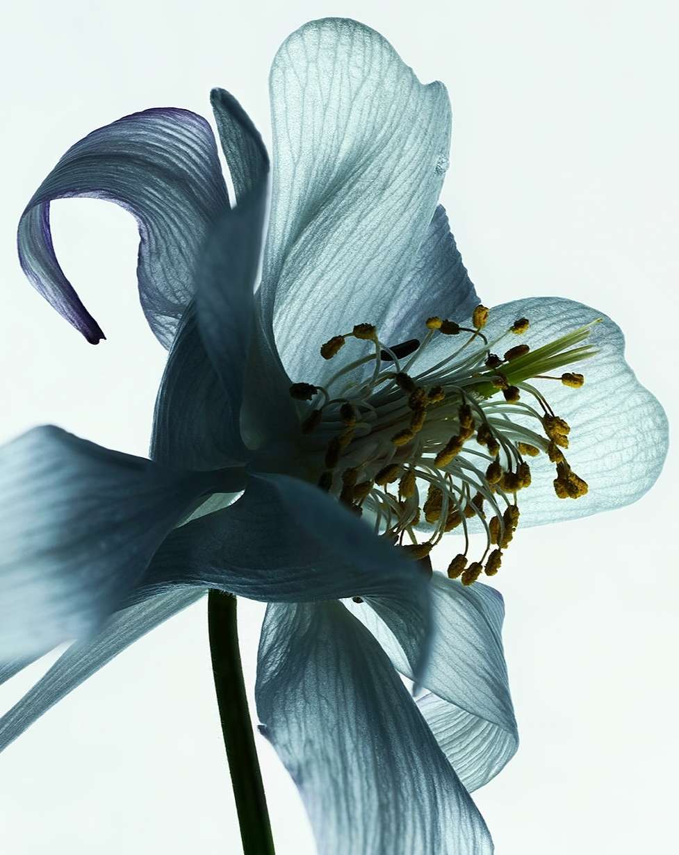 Close-up of a pale blue columbine flower featuring detailed petals and stamen against a bright white background, emphasizing its delicate structure.