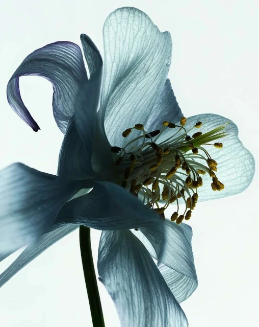 Close-up of a pale blue columbine flower featuring detailed petals and stamen against a bright white background, emphasizing its delicate structure.