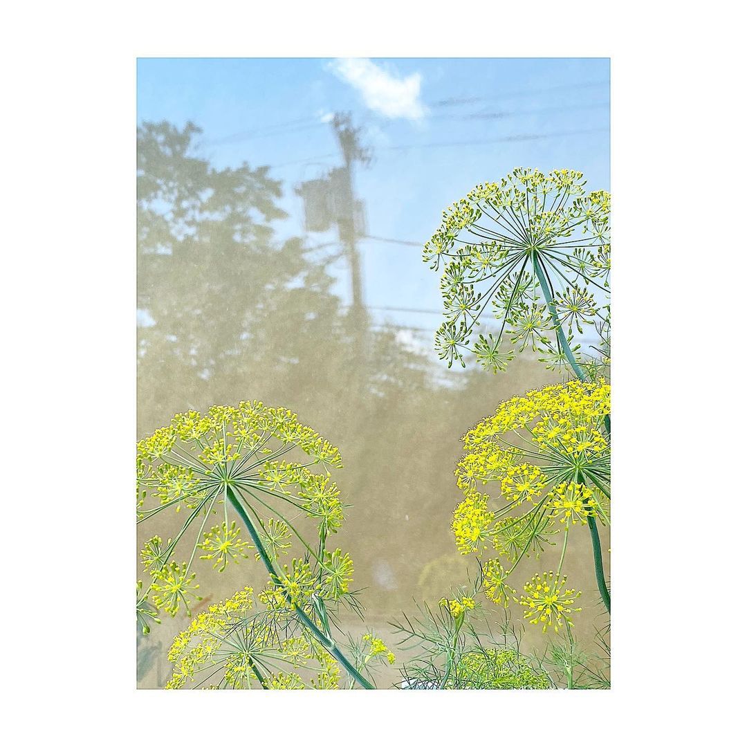 Blooming dill plants in a garden setting with sky and building reflections in the background create a serene, natural composition.