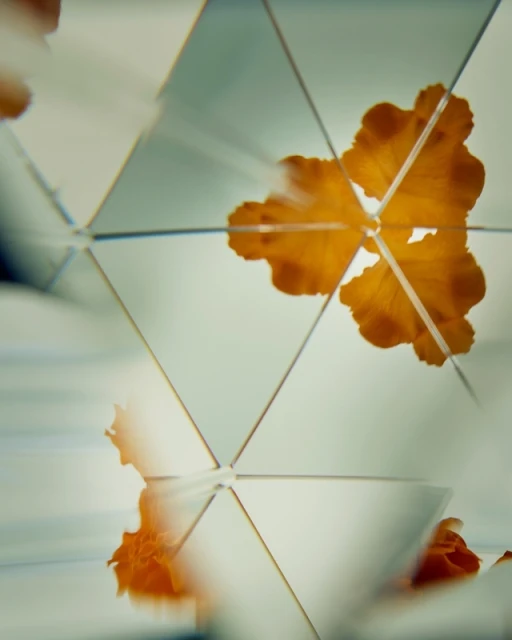 Abstract image featuring an orange flower seen through a kaleidoscope-like mirror arrangement, creating a geometric, kaleidoscopic effect.