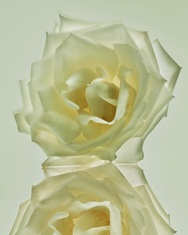 Close-up studio shot of a single white rose with its reflection showing soft lighting and textured petals against a light background.