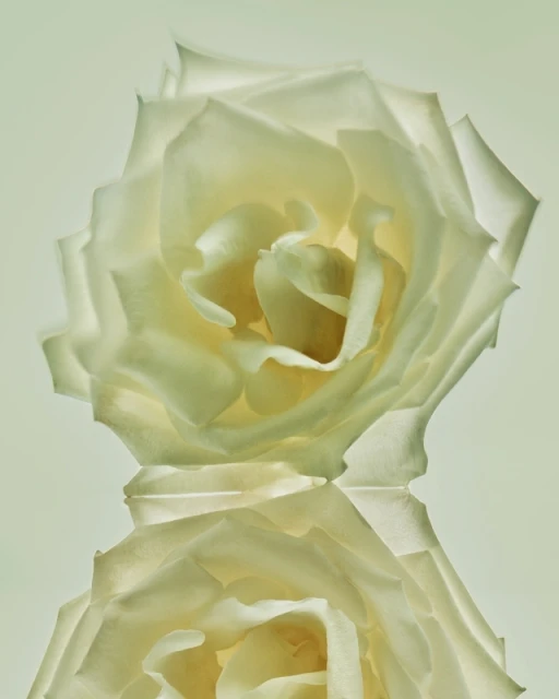 Close-up studio shot of a single white rose with its reflection showing soft lighting and textured petals against a light background.