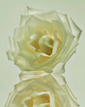 Close-up studio shot of a single white rose with its reflection showing soft lighting and textured petals against a light background.