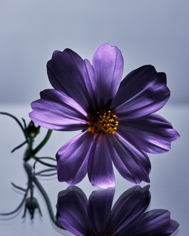 Close-up of a purple cosmos flower with a golden center, reflected on a glossy surface against a soft, light background.