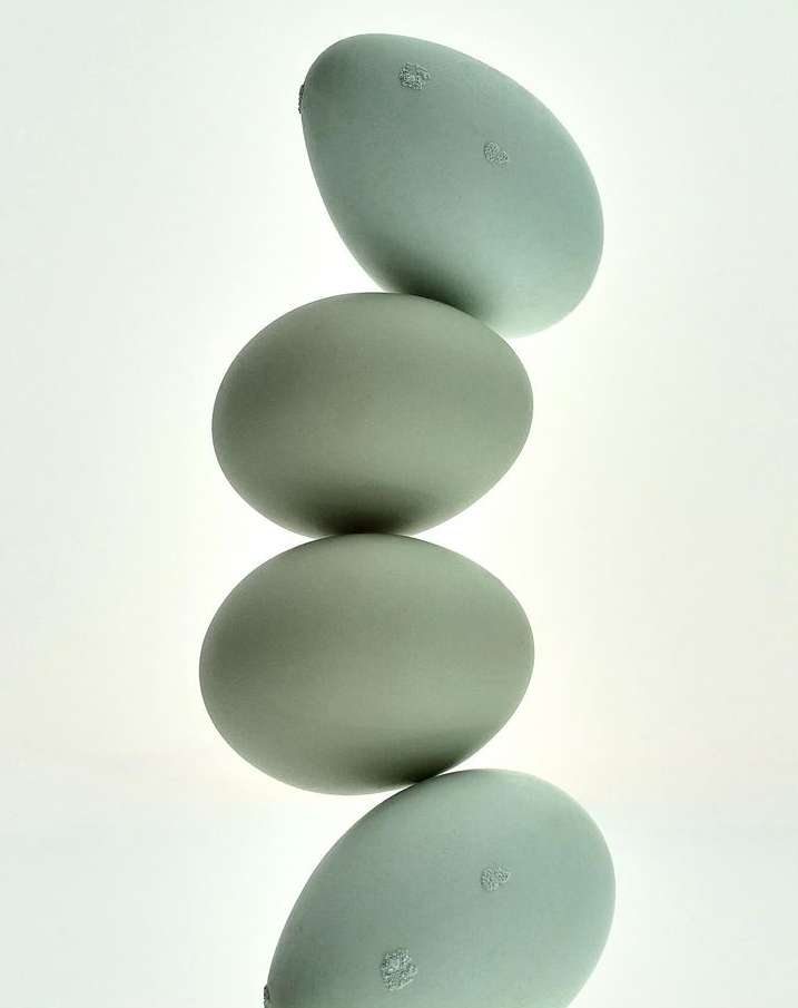 Stack of four blue-green chicken eggs arranged vertically in a balanced tower against a white backdrop in a minimalist composition.