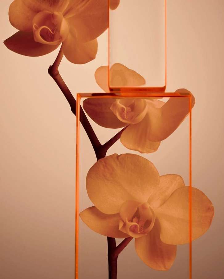 Close-up of peach-toned orchid blooms with stem, framed by transparent orange acrylic blocks creating a modern still life.