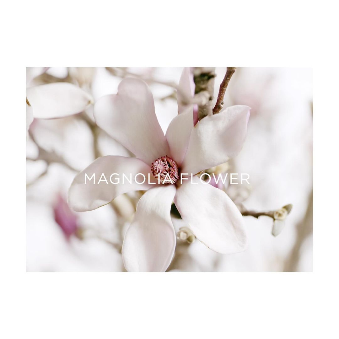Close-up of a pale pink magnolia flower with a reddish-pink center. The flower is surrounded by soft, blurred foliage and branches.