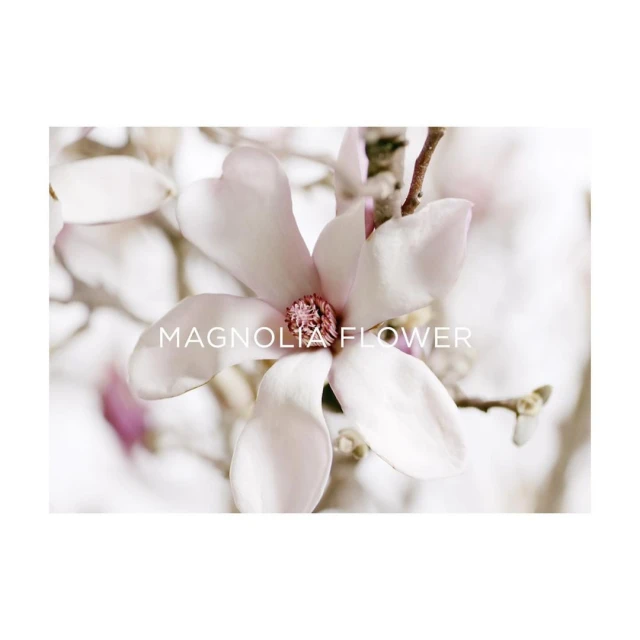 Close-up of a pale pink magnolia flower with a reddish-pink center. The flower is surrounded by soft, blurred foliage and branches.
