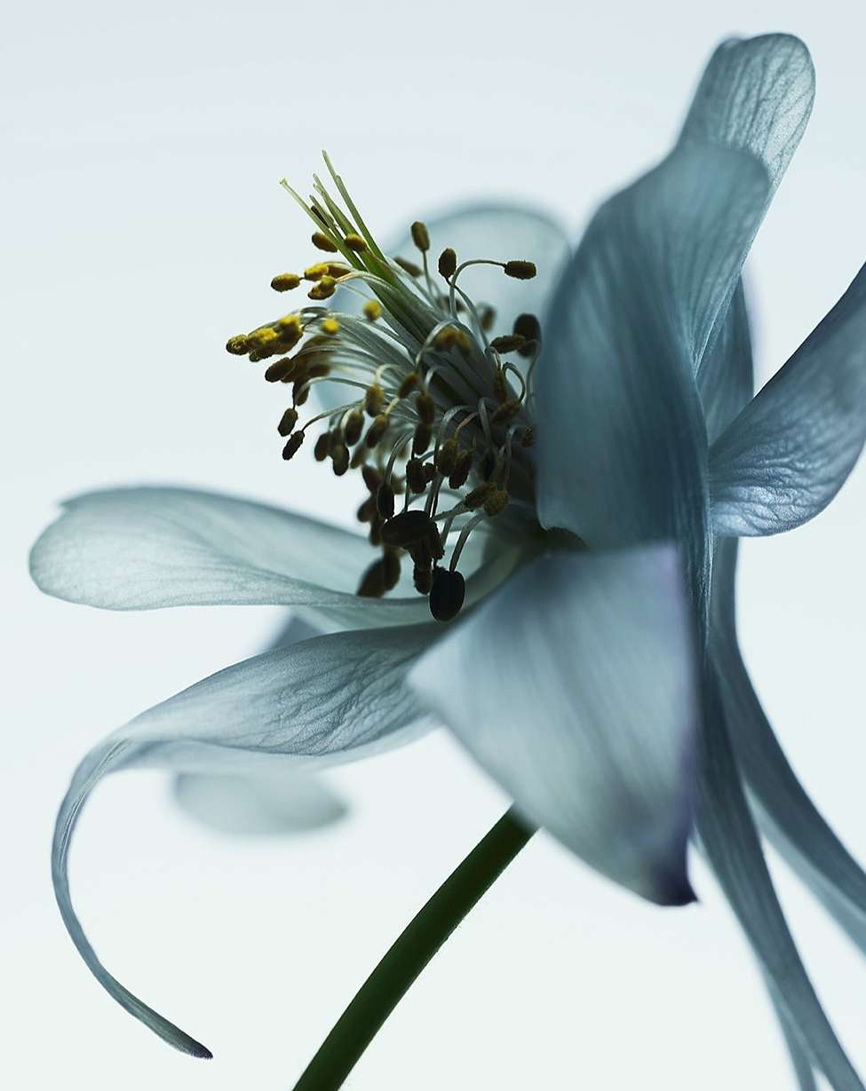 Close-up of a light blue columbine flower with yellow stamens, captured in a macro shot against a bright, neutral background.