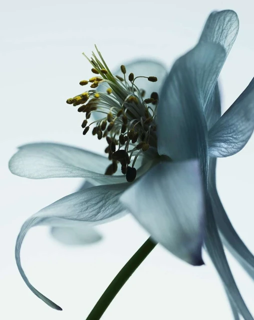 Close-up of a light blue columbine flower with yellow stamens, captured in a macro shot against a bright, neutral background.