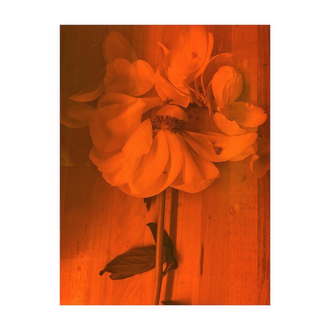 Close-up of a single orange flower with visible stem and leaf, resting on a wooden surface with warm lighting creating a studio effect.