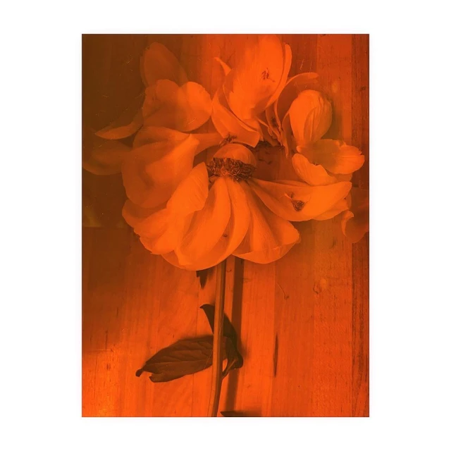 Close-up of a single orange flower with visible stem and leaf, resting on a wooden surface with warm lighting creating a studio effect.