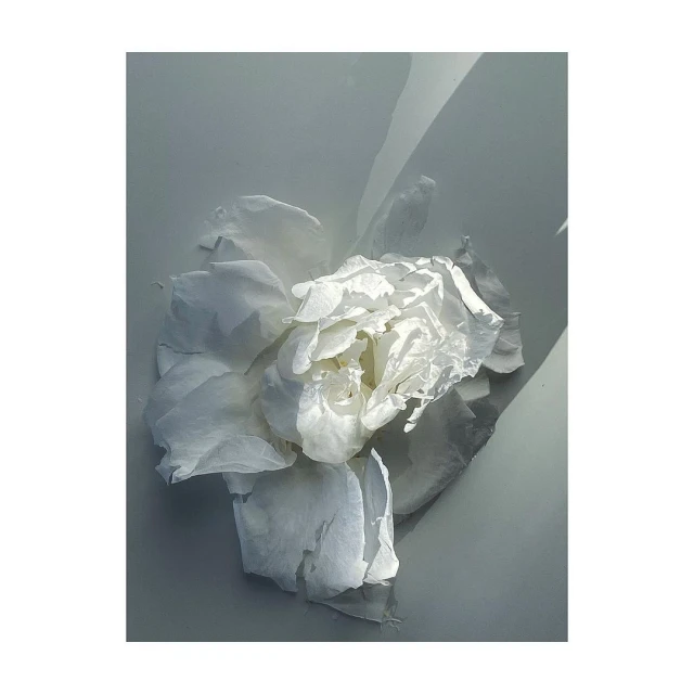 Close-up of a white rose with delicate, layered petals, presented against a soft grey background, creating an elegant and minimalist floral image.