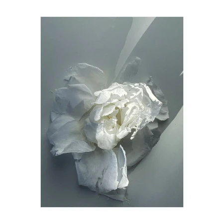 Close-up of a white rose with delicate, layered petals, presented against a soft grey background, creating an elegant and minimalist floral image.