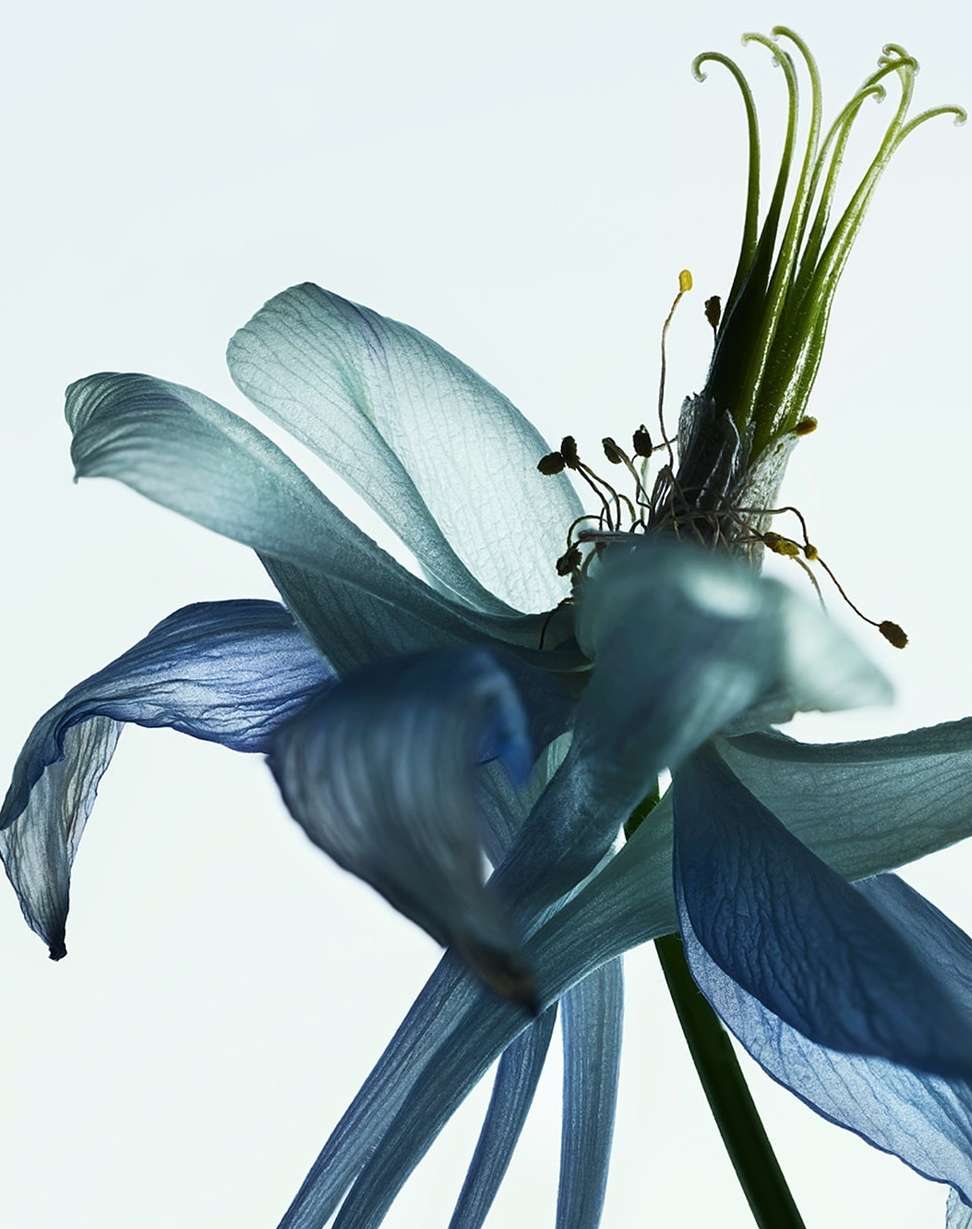 Close-up studio shot of a blue columbine flower with delicate petals and textured stamen, set against a bright, clean white backdrop.