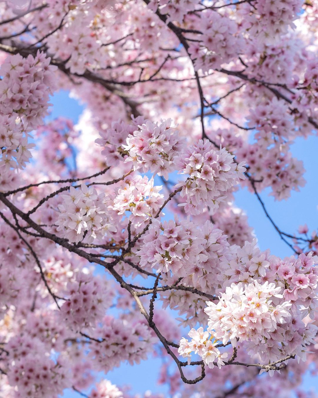 Close-up of pink and white cherry blossoms on branches against a light blue sky in daylight, capturing the essence of spring.