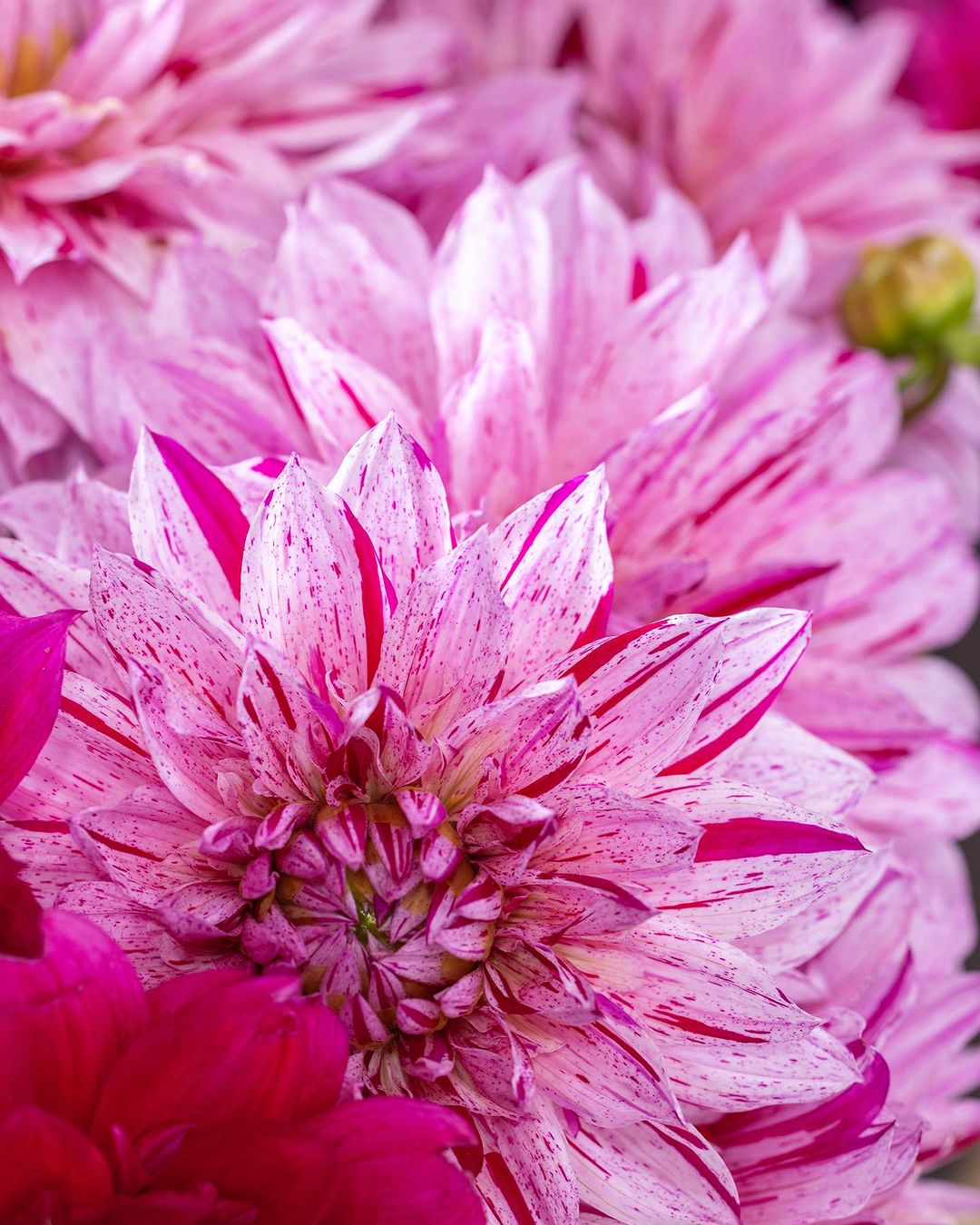 Closeup photo of a cluster of pink and white speckled dahlias in full bloom, filling the frame with their intricate petal patterns.