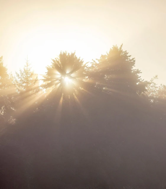 Sunlight streaming through the forest trees, creating a misty and ethereal atmosphere in a nature scene. The light enhances the natural beauty.