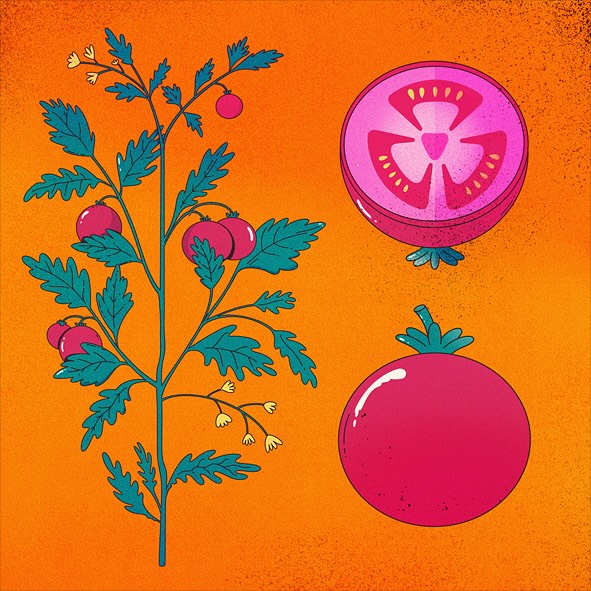Illustration of a tomato plant, whole tomato, and half tomato on an orange background, showcasing fresh produce in a graphic style.