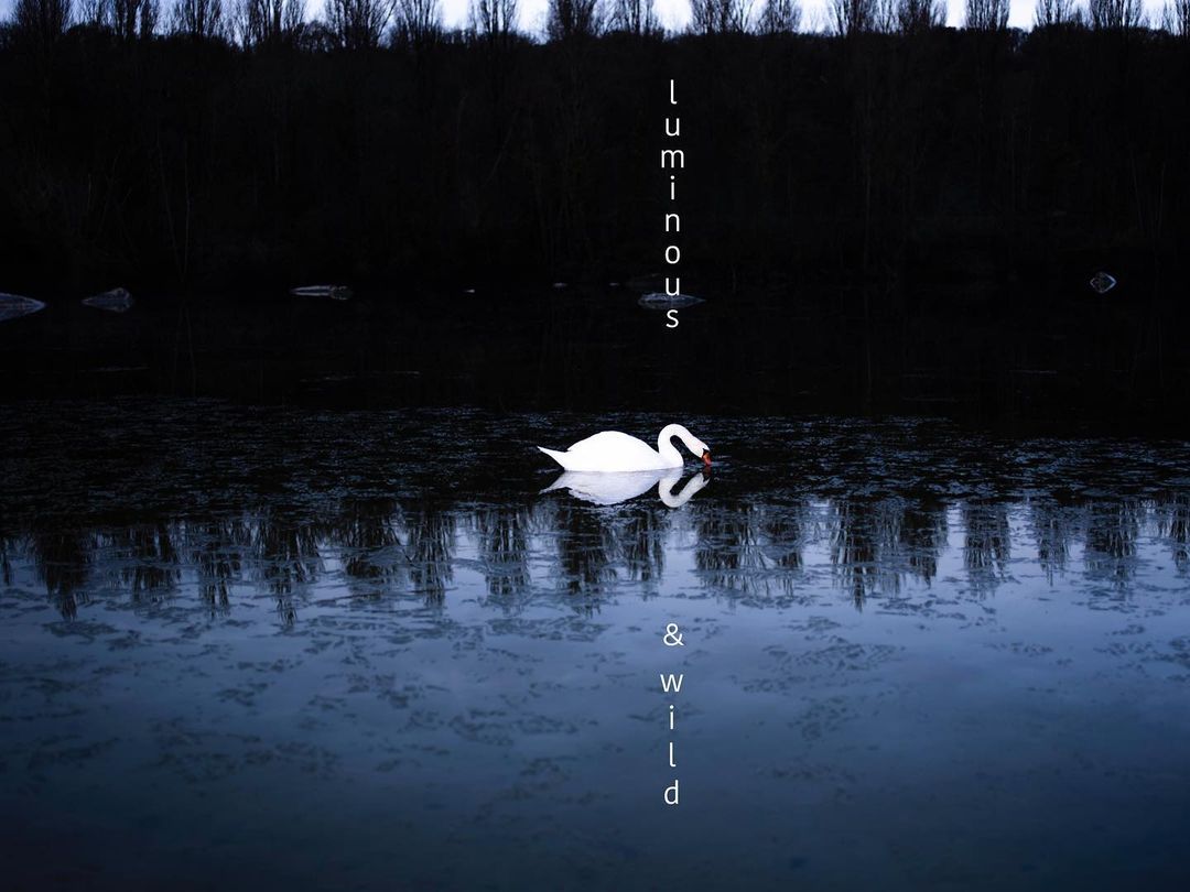 A serene, eye-level shot of a single swan gracefully gliding on dark water, framed by dark trees in the background with vertical text overlay.