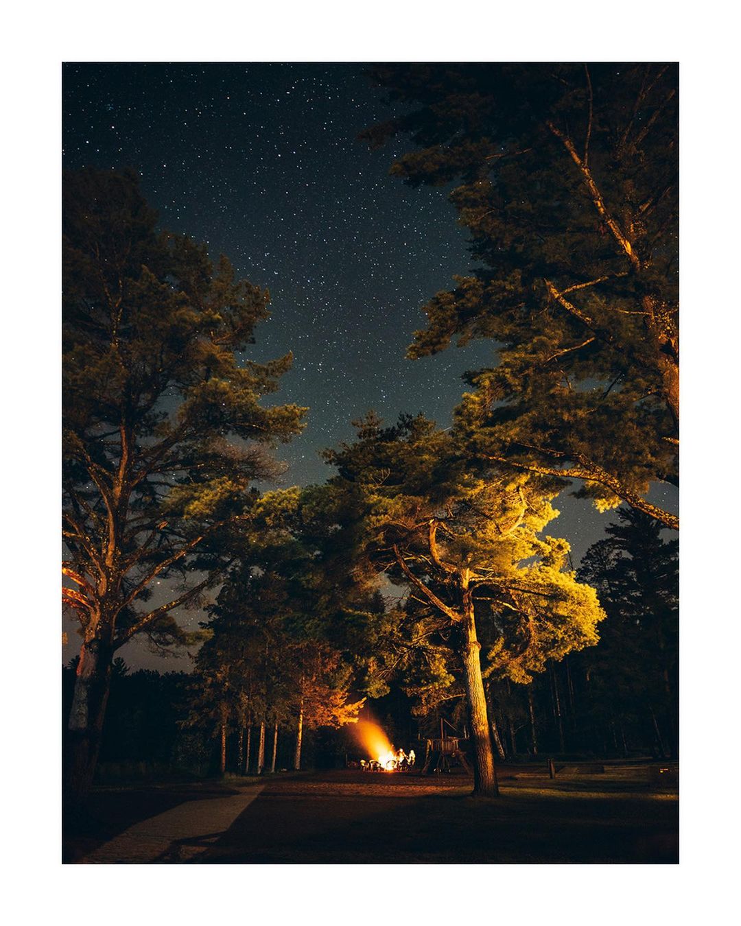 Night scene featuring a campfire surrounded by trees under a starlit sky, creating a warm, illuminated gathering spot in a natural setting.