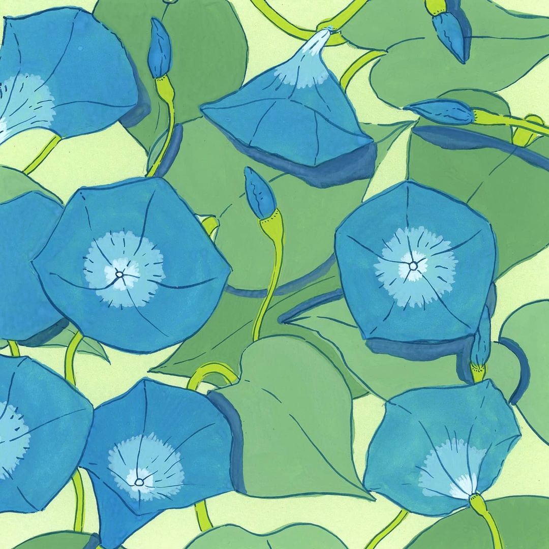 Illustration of blue morning glory flowers with green leaves and stems against a light green background in a botanical style.