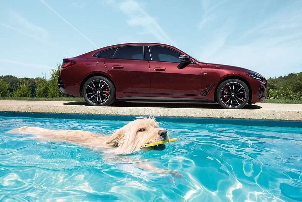 A golden retriever swims in a pool holding a yellow toy with a burgundy BMW parked next to the pool on a sunny day.