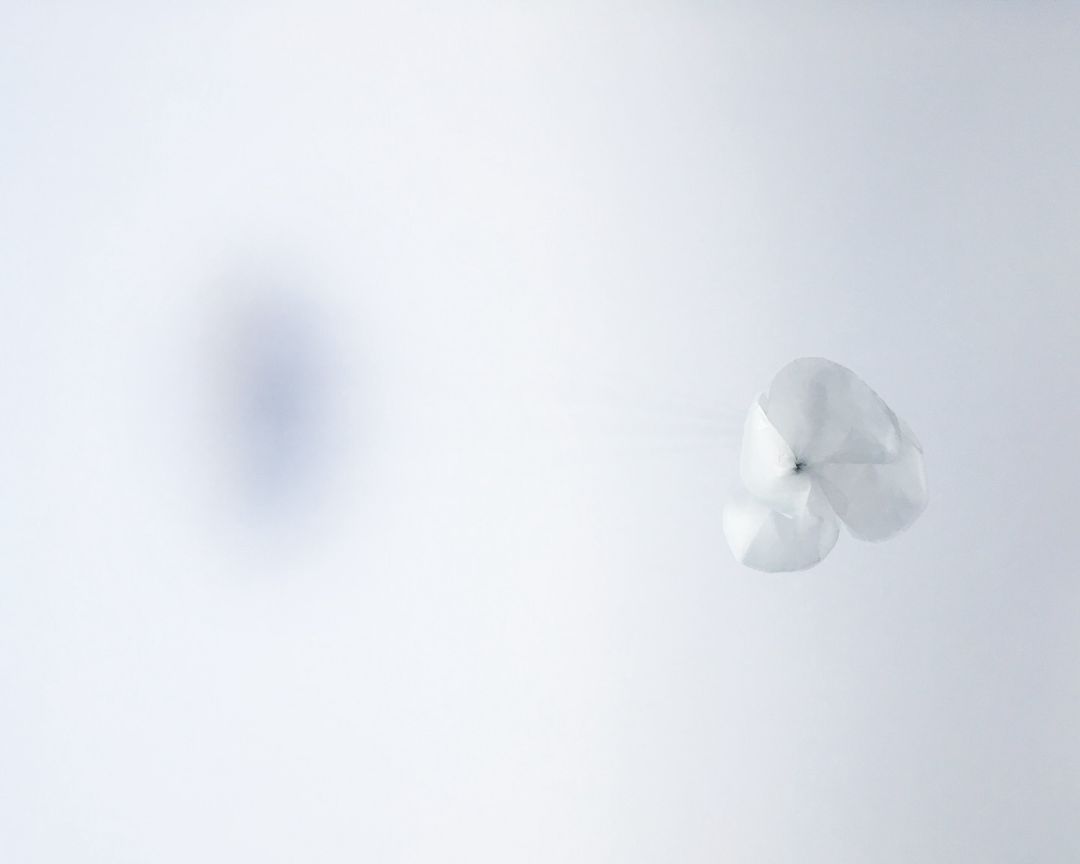 Close-up of a white hydrangea flower against a blurry, light background, creating a soft, minimalist aesthetic. Perfect for floral designs.