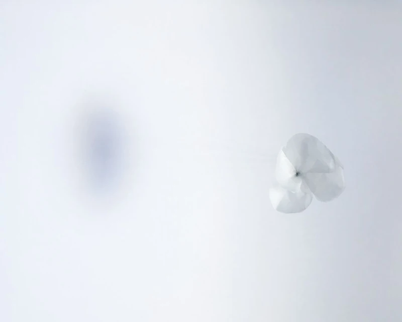 Close-up of a white hydrangea flower against a blurry, light background, creating a soft, minimalist aesthetic. Perfect for floral designs.