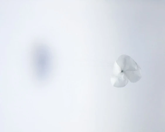 Close-up of a white hydrangea flower against a blurry, light background, creating a soft, minimalist aesthetic. Perfect for floral designs.