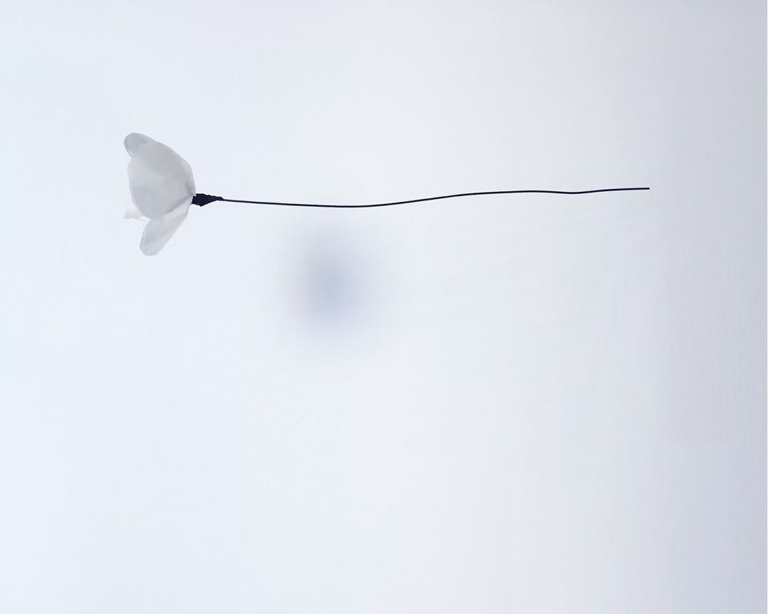 Minimalist studio shot of a delicate white flower on a thin black stem against a bright, light-filled white background.