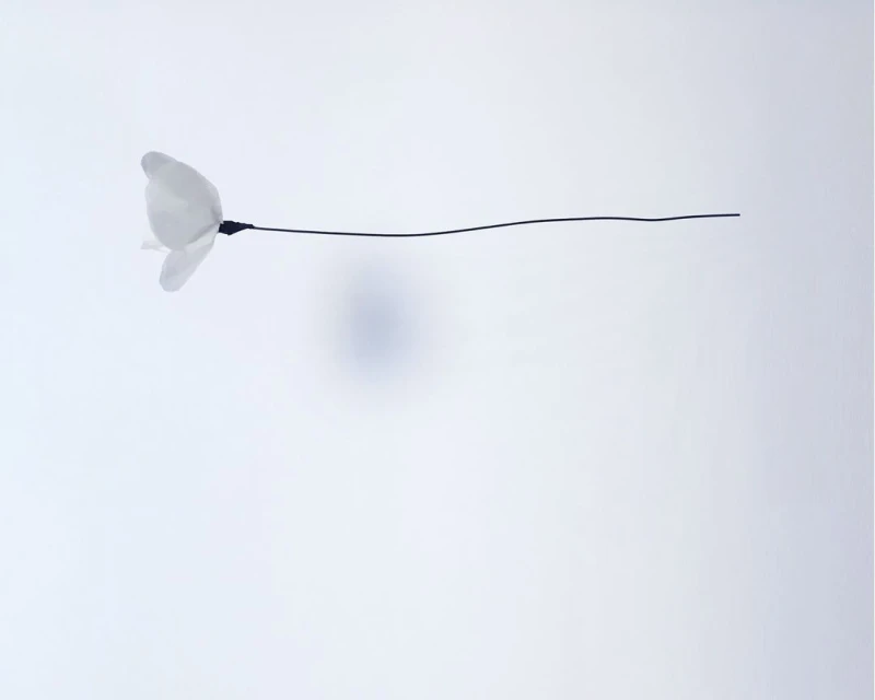 Minimalist studio shot of a delicate white flower on a thin black stem against a bright, light-filled white background.