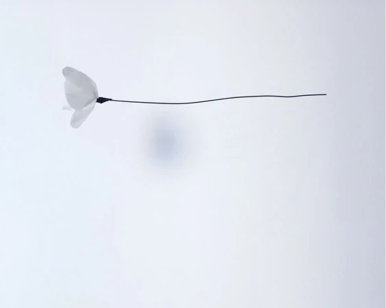 Minimalist studio shot of a delicate white flower on a thin black stem against a bright, light-filled white background.